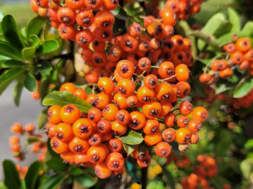 Pyracantha Orange Charmer Feuerdorn Orange Charmer